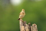 Fototapeta Zwierzęta - Bird on a branch