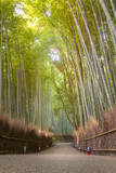 Fototapeta Dziecięca - Beautiful nature bamboo forest in autumn season at Arashiyama in Kyoto, Japan.