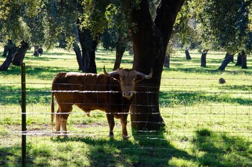 Canvas Print - Closeup shot of a bull in a field next to a wire fence and a tree