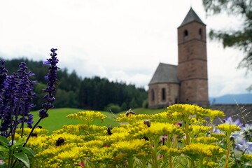 Sticker - Selective focus shot of bumblebees feeding on yellow flowers on the background of St Kathrein church