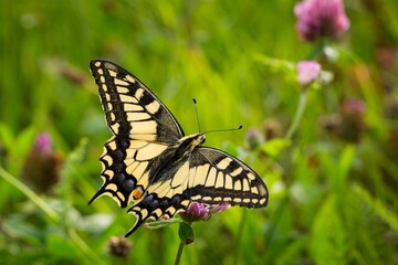 Wall Mural - Beautiful closeup shot of a yellow swallowtail butterfly perched on flowers in a field