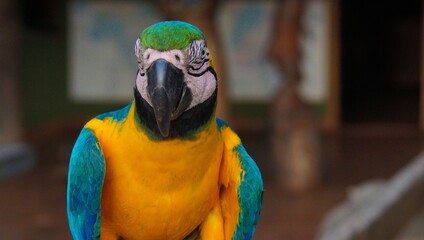 Canvas Print - Closeup of a Macaw under the sunlight with a blurred background