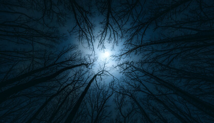 Wall Mural - beautiful night sky, the full moon and the trees. night mysterious landscape...