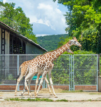 Two Giraffes Walking In The Zoo
