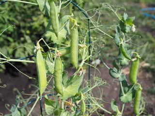 plant of pea growing in garden. pods peas