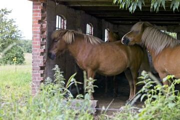 Poster - View of brown horses in the barn