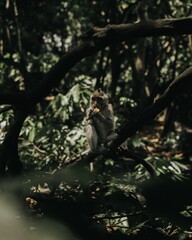 Poster - Scenic vertical shot of a monkey eating on a tree branch inside a jungle