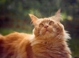 Wall Mural - Female red solid maine coon cat lying on green grass and looking up. Beautiful brushes on ears. Closeup profile view. Toned color