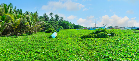 Wall Mural - Panorama of green meadow at Dodanduwa Harbor, Hikkaduwa, Sri Lanka