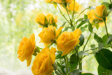 Wall Mural - Yellow roses on colorful background