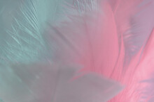 Exotic Texture Feathers Background Close Up. Pink  And Aquamarine Feathers Pattern For Your Design. Macro Photography View.