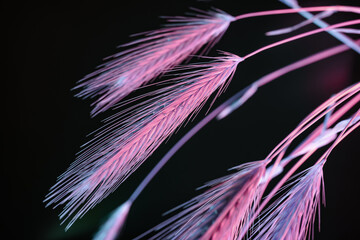 Poster - Abstract spikelet of wheat PINK light on a black.  Beautiful plant minimal in neon light. Minimalism retro style concept. Background pattern for design.