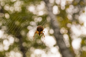 spider on a web