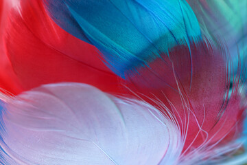 Poster - Exotic texture feathers background close up. Red, blue, gray feathers pattern for your design. Macro photography view.