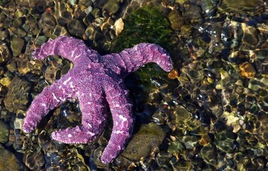 Canvas Print - Purple starfish on the ground captured during the daytime