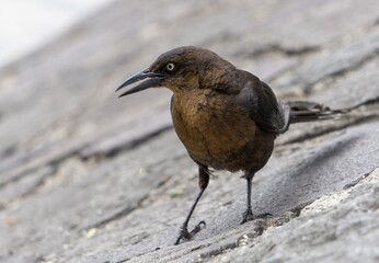 Wall Mural - Selective focus shot of a brown crow with angry look on the rocky surface