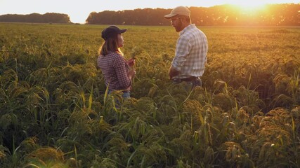 Wall Mural - Couple of farmers discussing agribusiness plan while standing in the middle of growing millet field at sunset