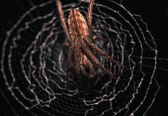 Sticker - Macro shot of a Puerto Rican Spider on its web against a black background