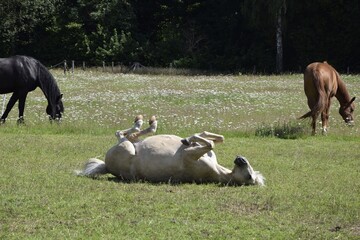 Poster - White horse lying on its back in the field with black and brown ones grazing in the background