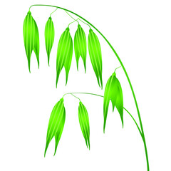 Wall Mural - Green oats isolated on white background, design element.