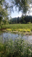 lake in the forest