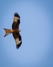 Bird Of Prey, Red Kite Flying Isolated Against A Blue Sky


