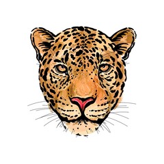 Wall Mural - Hand drawn sketch style colorful portrait of leopard isolated on white background. Vector illustration.