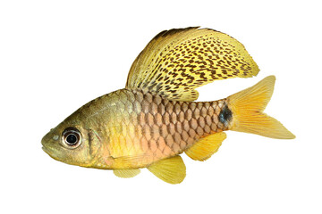 Canvas Print - Drape finned barb Aquarium Fish Oreichthys crenuchoides neon highfin barb	
