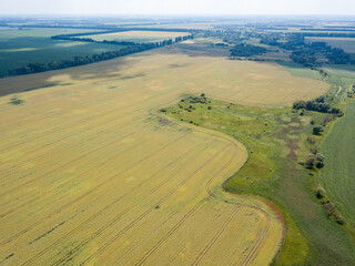  Fields of ripening wheat and corn in Ukraine. Aerial drone view.