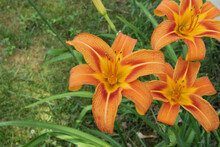 Cluster Of Three Tiger Lilies