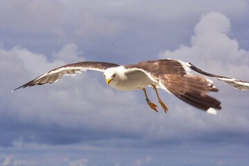 Canvas Print - Closeup shot of a Western gull flying in the blue sky