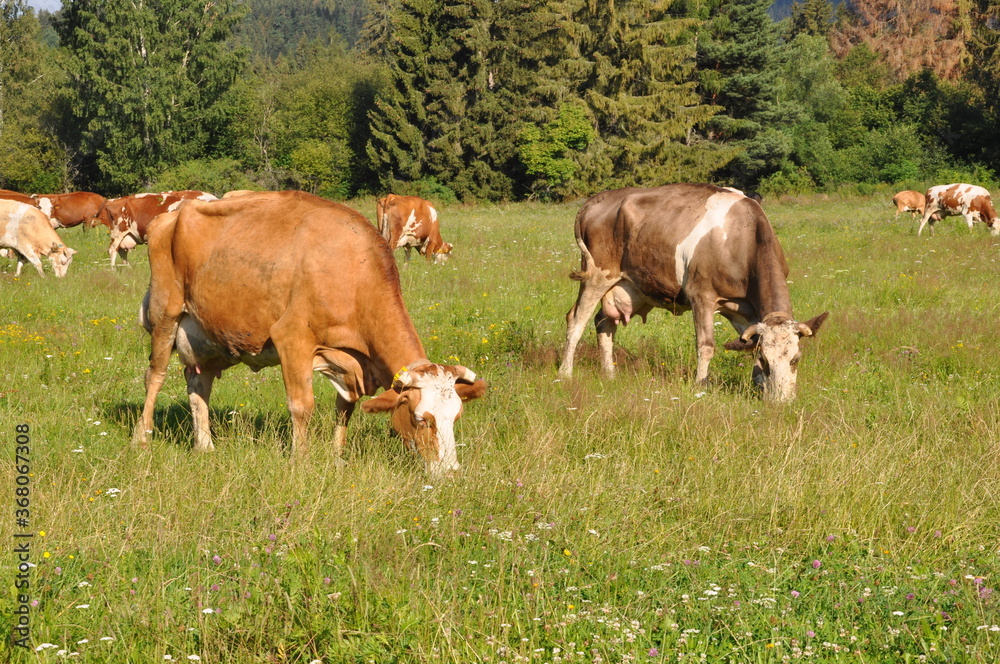 Rude krowy pasą się na tatrzańskiej łące, Liptowski Mikulasz, Słowacja - obrazy, fototapety, plakaty 