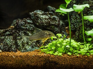 Sticker - Closeup shot of Pakistani loach isolated on a beautiful aquarium tank