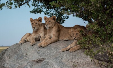 Poster - Lions lying on a rock in The Serengeti Park in Tanzania