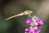 Fototapeta Lawenda - dragonfly on a flower