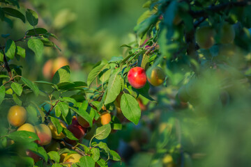 Plum ripens on a tree on a sunny afternoon. Seasonal summer harvest.