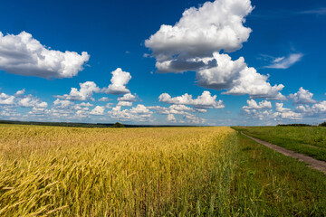 wheat field and blue sky