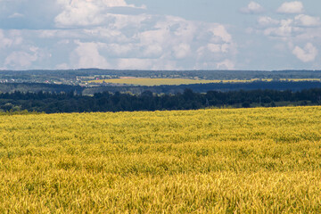 green field of wheat and blue sky