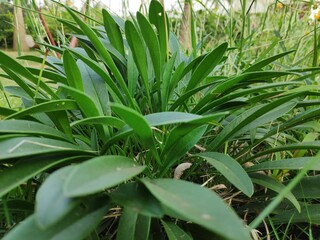 green plant in the garden