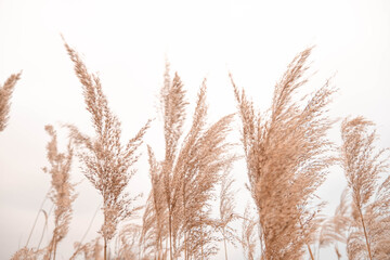 Fototapeta Pampas grass outdoor in light pastel colors. Dry reeds boho style. 	