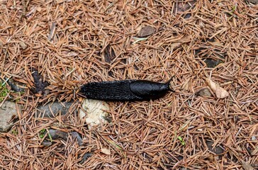 Poster - Top shot of black slug on the forest ground with blurred background