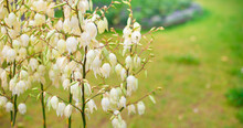Cream Color Blossoms On Flower Stalk, Creamy White Blooms On Flowering Branch With Clear Blue Heavens, Yellowish Flowers On Blossoming Stalk In Garden