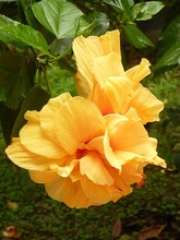 Vertical Closeup Shot Of Two Yellow Hibiscus Flowers Growing On A Bush