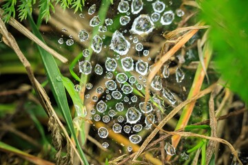 Sticker - Macro shot of dewdrops in a cobweb