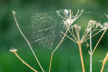 spider on the web