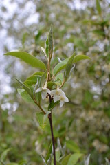 Sticker - Spring branch with blooming flowers of Elaeagnus multiflora