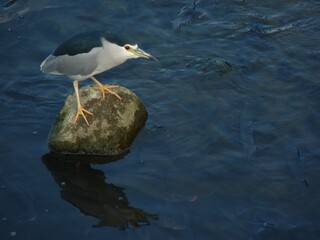 Wall Mural - Close up shot of a common heron bird sitting on a stone in a lake