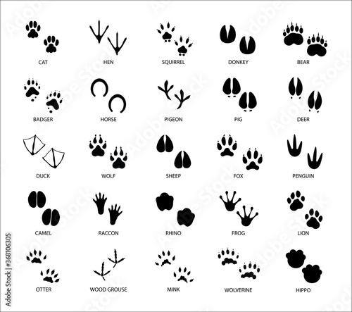 Set of different animals and birds silhouette tracks with description isolated o Poster Mural XXL