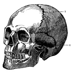 Wall Mural - Skull, vintage illustration.