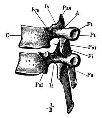 Wall Mural - Dorsal Vertebra, vintage illustration.